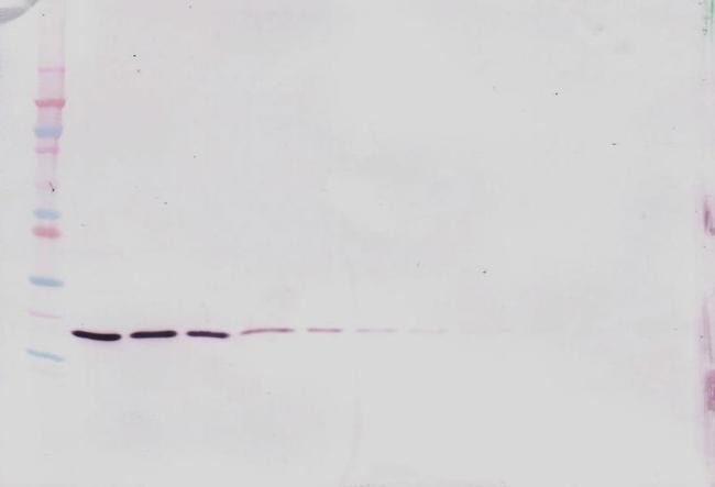 LIGHT Antibody in Western Blot (WB)