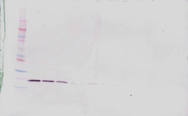 LIGHT Antibody in Western Blot (WB)