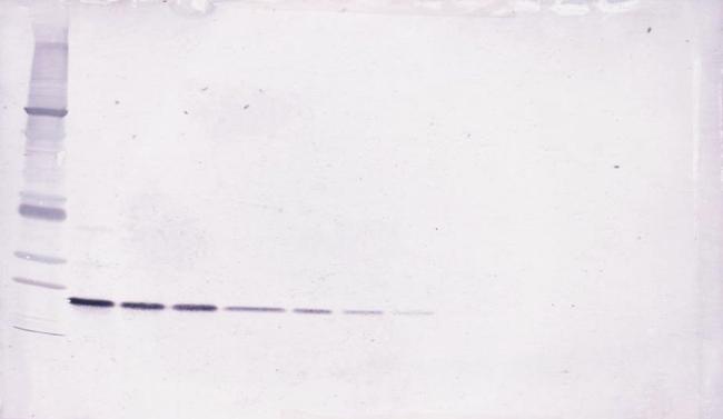 LIGHT Antibody in Western Blot (WB)