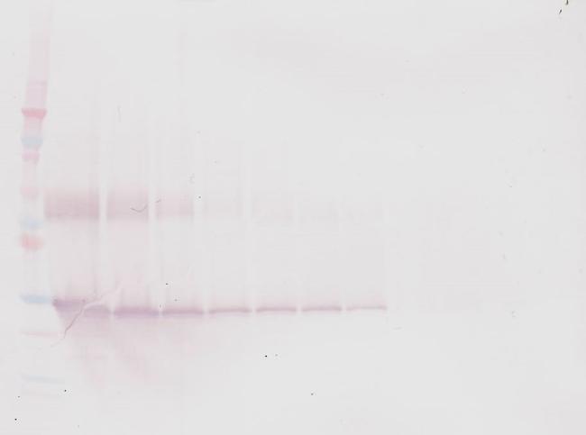 Oncostatin M Antibody in Western Blot (WB)