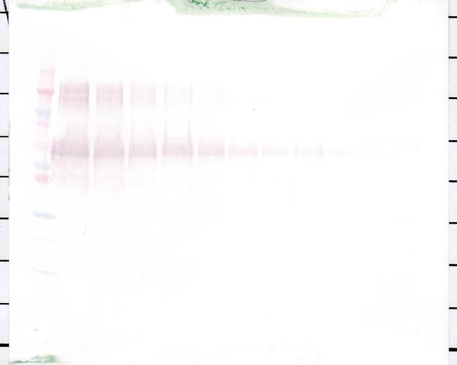 Osteopontin Antibody in Western Blot (WB)