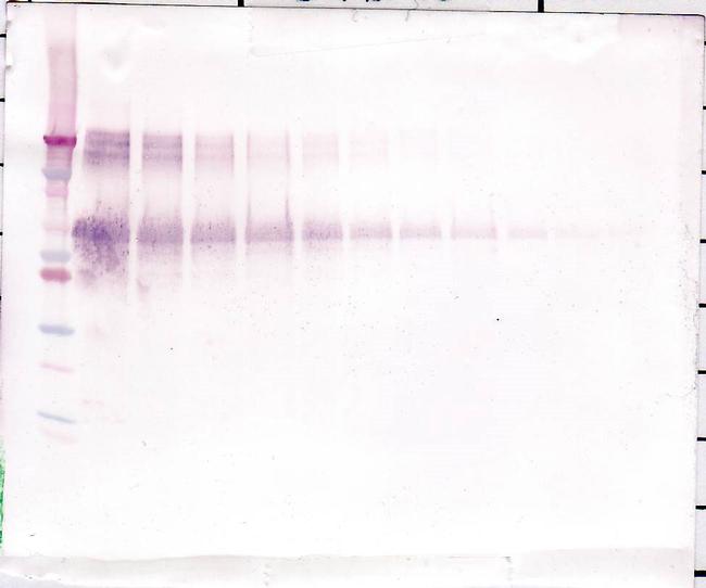 Osteopontin Antibody in Western Blot (WB)