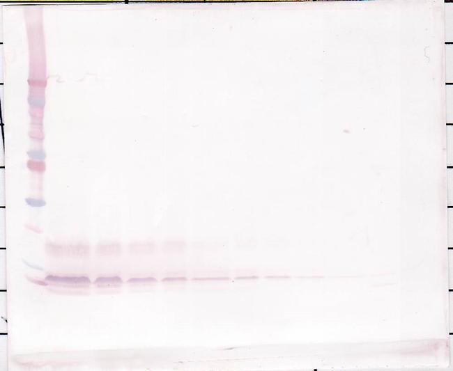 CXCL12 alpha (SDF-1 alpha) Antibody in Western Blot (WB)