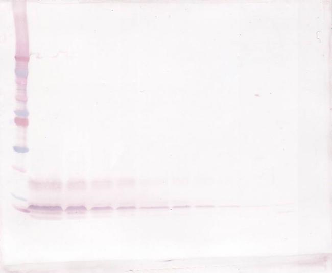 CXCL12 alpha (SDF-1 alpha) Antibody in Western Blot (WB)