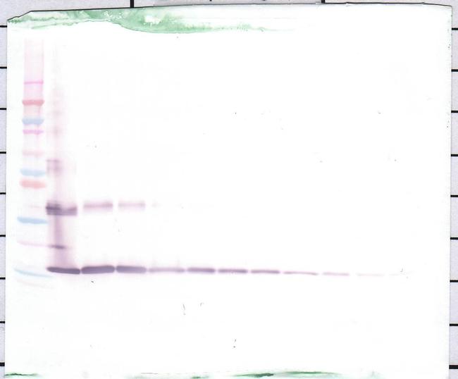 IL1F9 Antibody in Western Blot (WB)