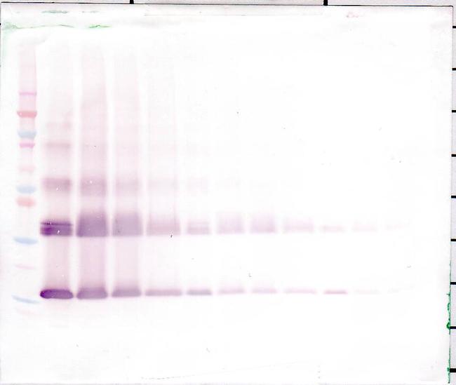 IL1F9 Antibody in Western Blot (WB)