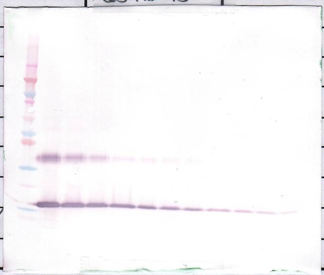 IL1F9 Antibody in Western Blot (WB)