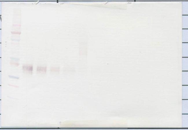 Epo Antibody in Western Blot (WB)