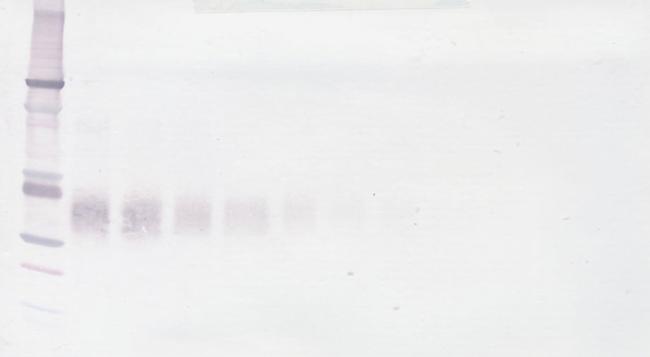 Epo Antibody in Western Blot (WB)