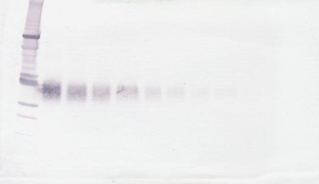 Epo Antibody in Western Blot (WB)