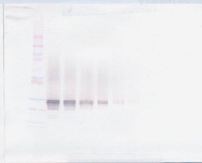 FGF23 Antibody in Western Blot (WB)