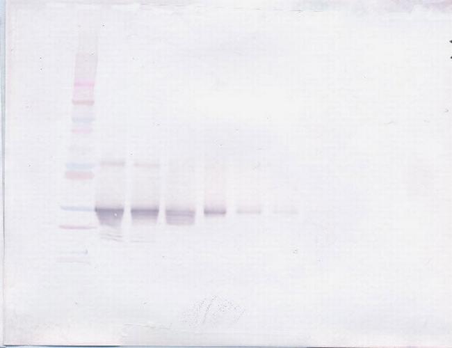 FGF23 Antibody in Western Blot (WB)