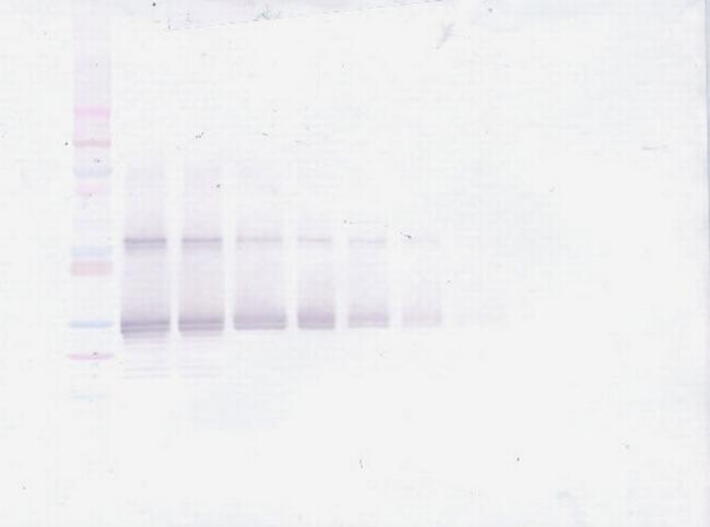 FGF23 Antibody in Western Blot (WB)