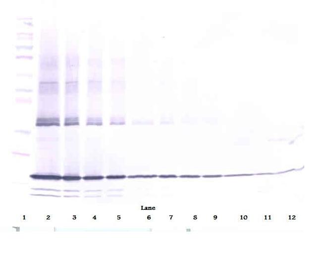 TNF alpha Antibody in Western Blot (WB)