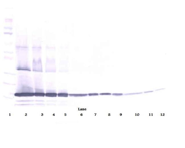 TNF alpha Antibody in Western Blot (WB)