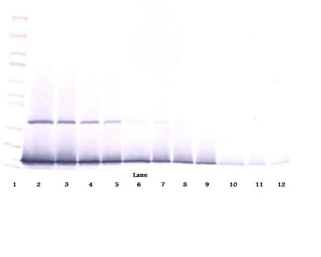 IFN gamma Antibody in Western Blot (WB)