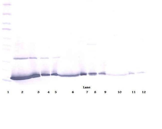 IFN gamma Antibody in Western Blot (WB)