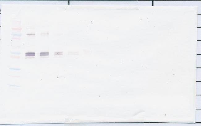 CD14 (soluble) Antibody in Western Blot (WB)