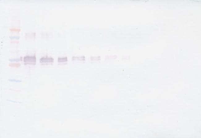 CD14 (soluble) Antibody in Western Blot (WB)