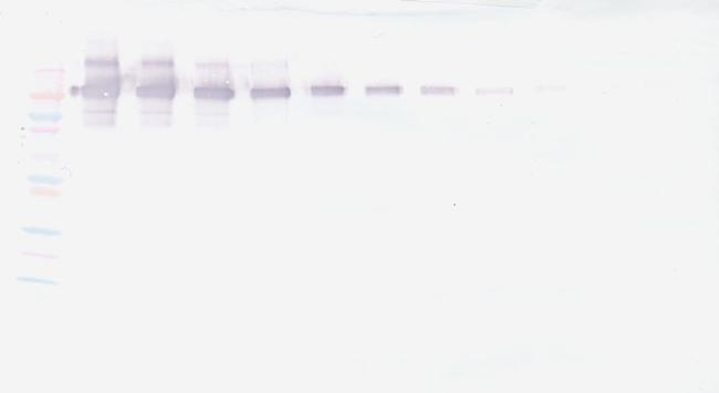 PD-L1 Fc Antibody in Western Blot (WB)