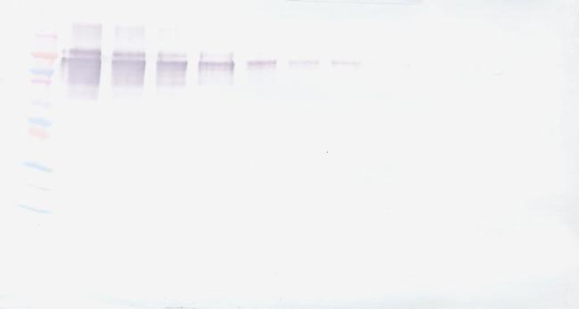 PD-L1 Fc Antibody in Western Blot (WB)