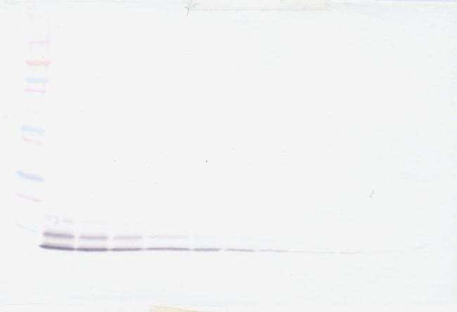 beta-5 Defensin Antibody in Western Blot (WB)