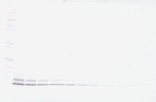 beta-5 Defensin Antibody in Western Blot (WB)