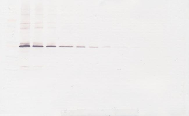 MMP3 Antibody in Western Blot (WB)