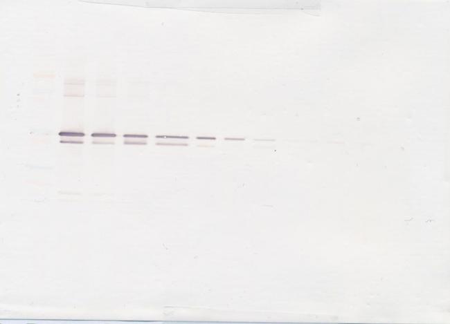 MMP3 Antibody in Western Blot (WB)