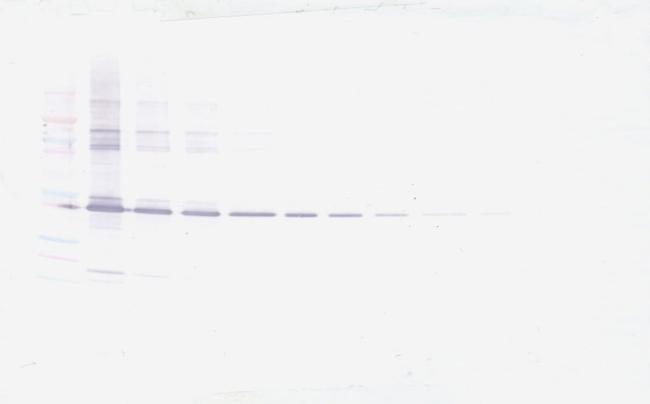 MMP3 Antibody in Western Blot (WB)