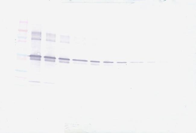 MMP3 Antibody in Western Blot (WB)