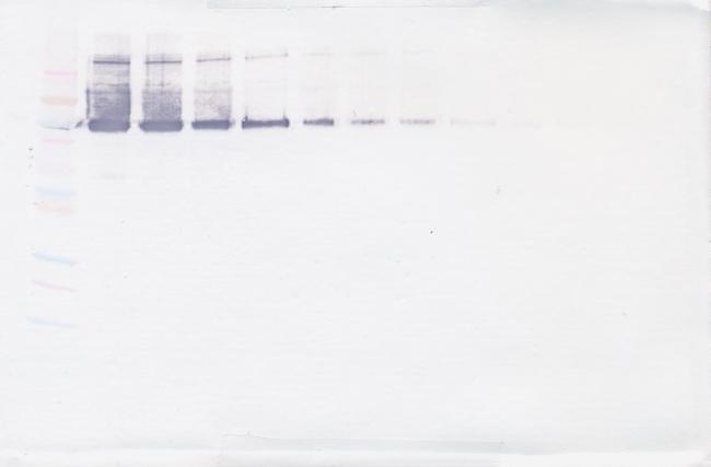 VAP-1 Antibody in Western Blot (WB)