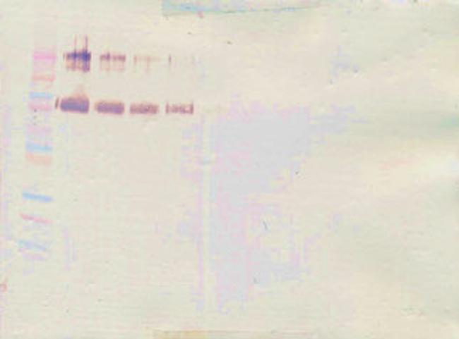 CD34 (soluble) Antibody in Western Blot (WB)