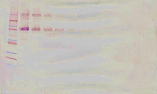 CD34 (soluble) Antibody in Western Blot (WB)