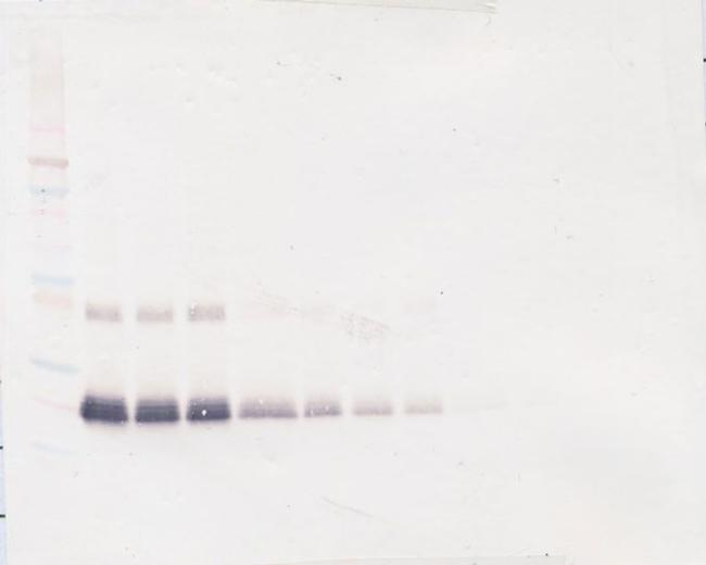 IFN beta Antibody in Western Blot (WB)