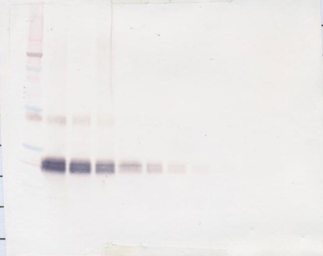 IFN beta Antibody in Western Blot (WB)