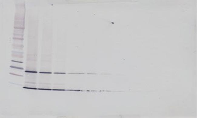 Uteroglobin Antibody in Western Blot (WB)