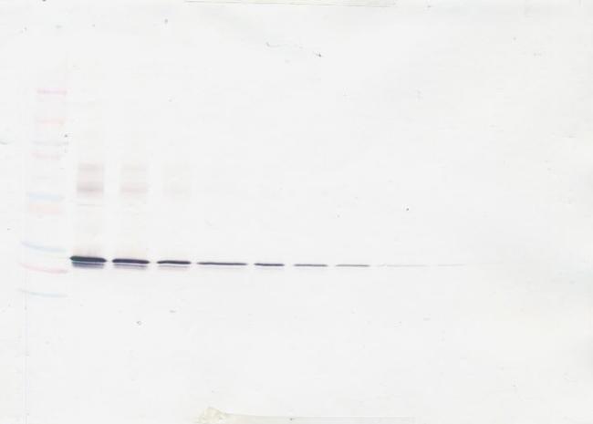 ApoA1 Antibody in Western Blot (WB)