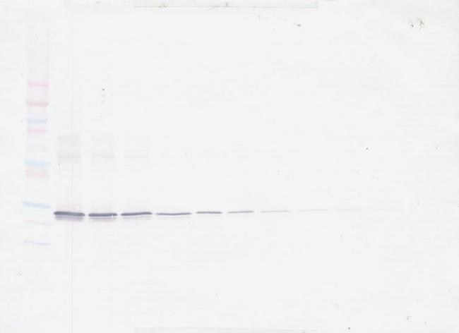 ApoA1 Antibody in Western Blot (WB)