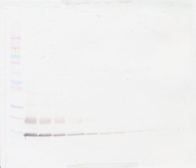 MCP-1 Antibody in Western Blot (WB)