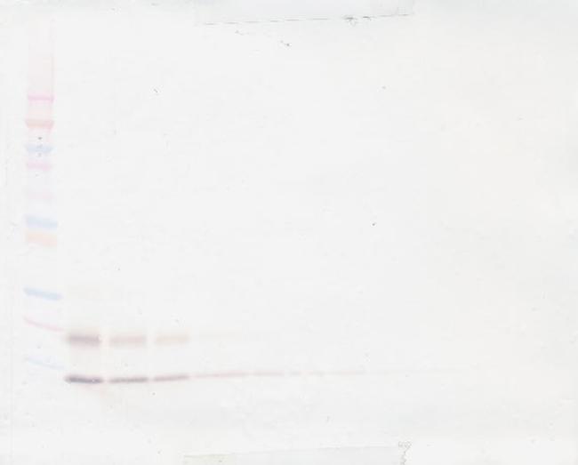 MCP-1 Antibody in Western Blot (WB)