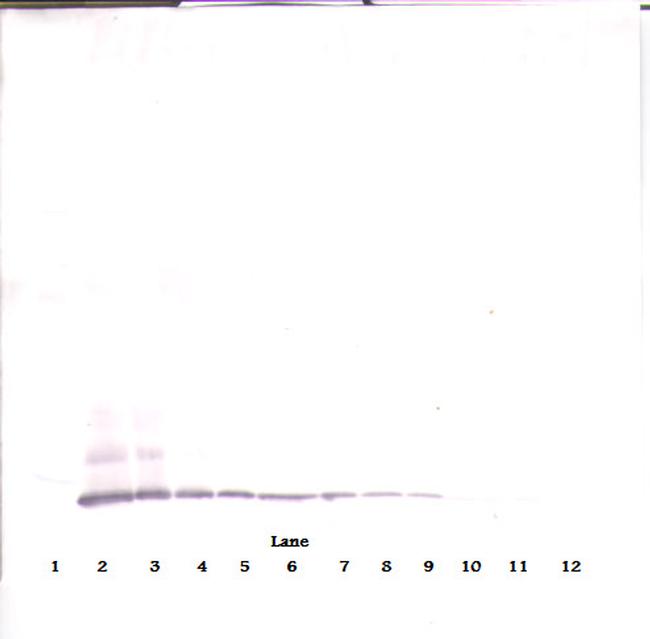 MCP-2 Antibody in Western Blot (WB)
