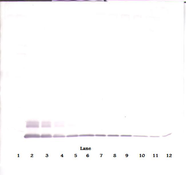 MCP-2 Antibody in Western Blot (WB)