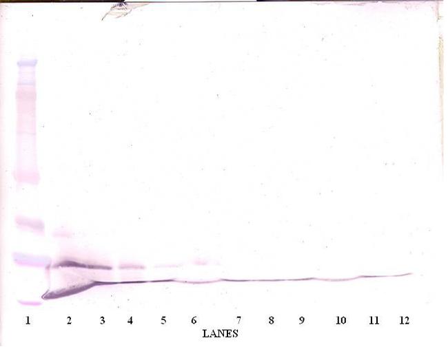 MCP-3 Antibody in Western Blot (WB)