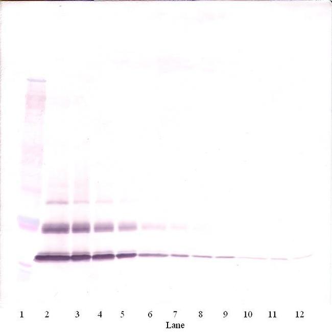 MCP-3 Antibody in Western Blot (WB)