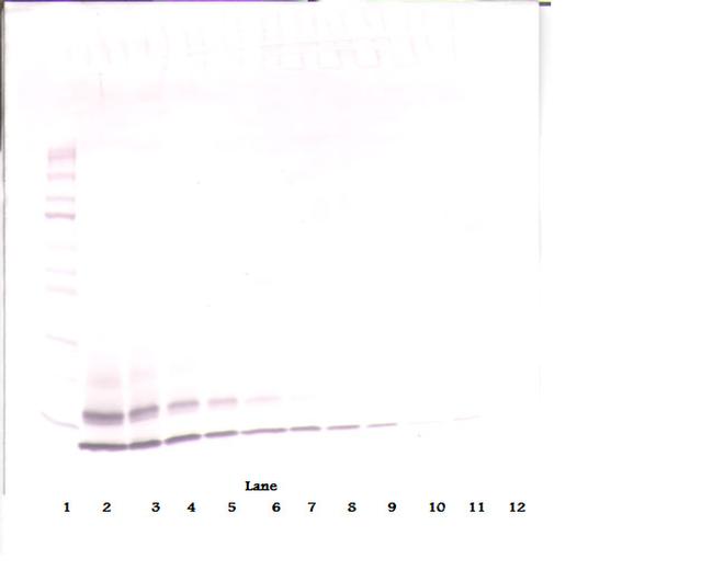 CCL4 Antibody in Western Blot (WB)