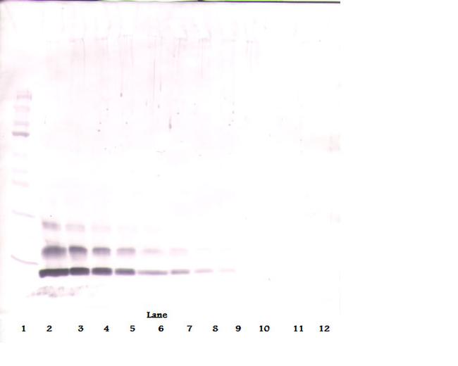 CCL4 Antibody in Western Blot (WB)