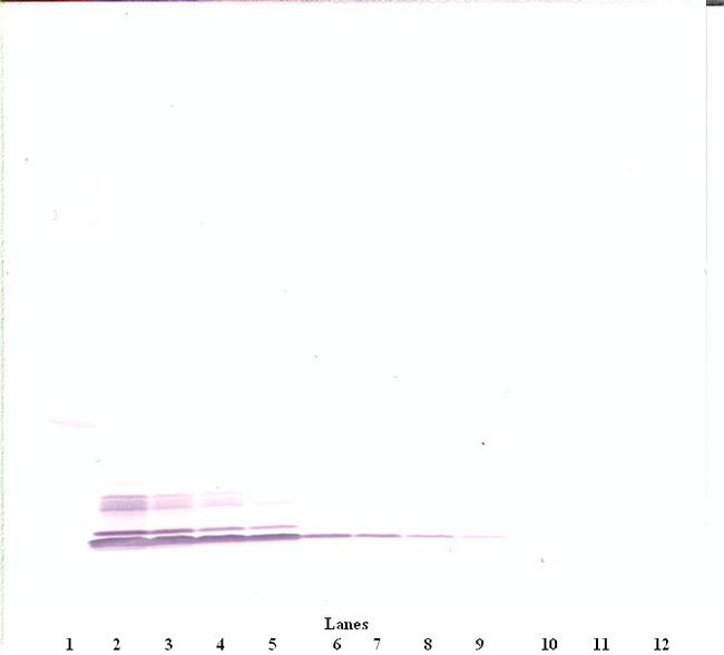 CCL3 Antibody in Western Blot (WB)