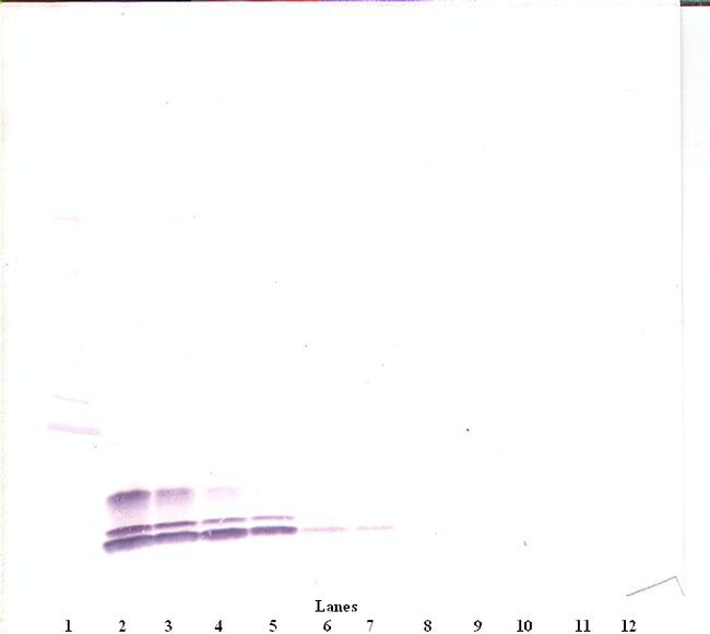 CCL3 Antibody in Western Blot (WB)