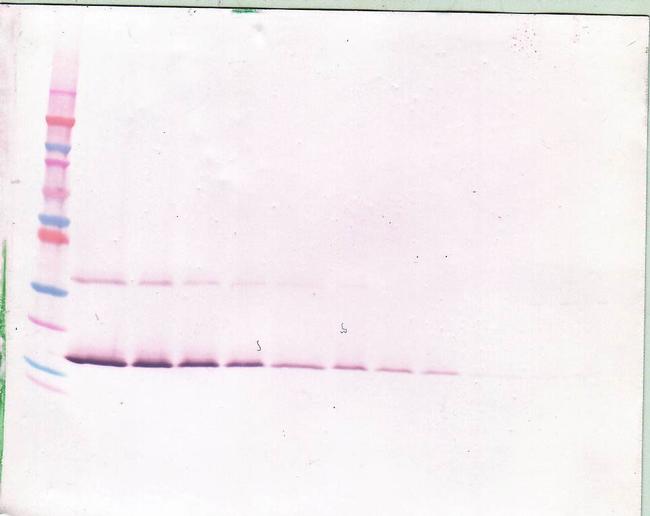 LIF Antibody in Western Blot (WB)